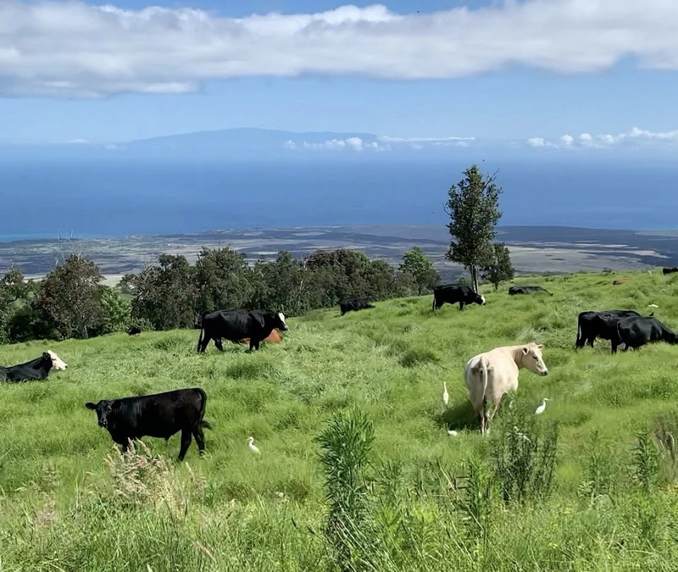 cows in grass