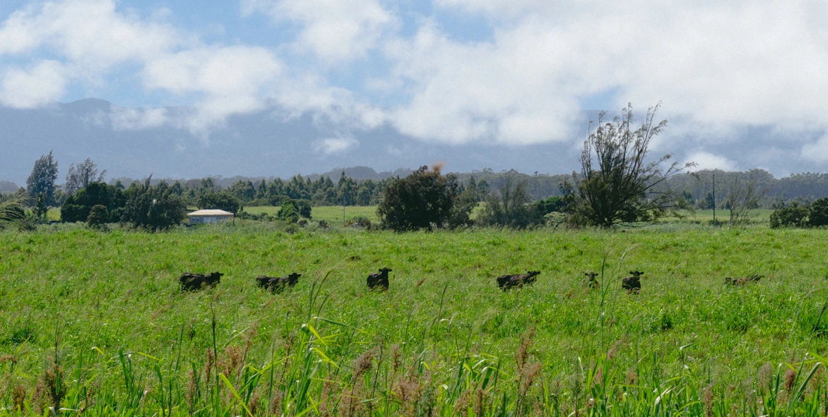 Support Local Farmers and Ranchers