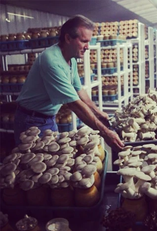 mushrooms