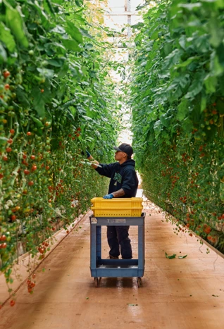 Sensei Farms
